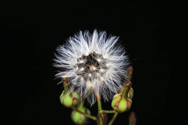 Yabani bitki tohumları, Kuzey Çin