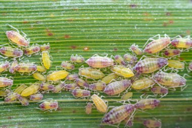 Vahşi doğada yaprak bitleri, Kuzey Çin