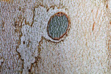 The texture of the bark of Paulownia, clipart