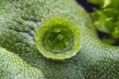 Hücre tomurcuğu fincan bryophyte ciğer otu