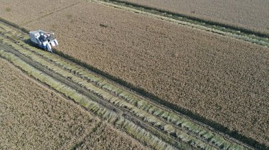 Çiftçiler Kuzey Çin 'de pirinç hasadı için hasatçı sürüyorlar.