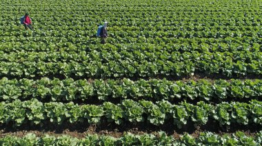 Çiftçiler, Kuzey Çin 'deki çiftlikte Çin lahanası sıkarlar.