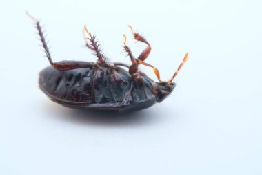 Vahşi doğada hemiptera böcekleri, Kuzey Çin