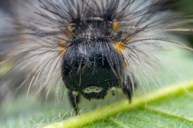 Lepidoptera larvaları vahşi doğada, Kuzey Çin