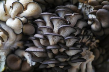 Üreme kulübesinde yenilebilir mantarlar, Kuzey Çin