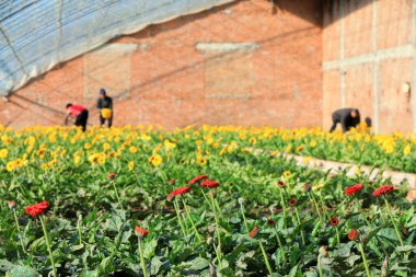 Çiftçiler Kuzey Çin 'deki bir serada taze kesilmiş gerbera çiçekleri topluyor.