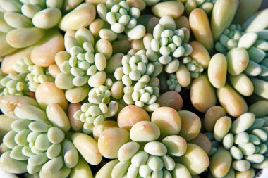 Kuzey Çin 'deki bir seradaki sulu bitkileri kapatın.