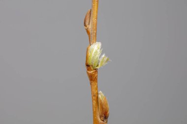 Söğüt tomurcukları doğal haldedir