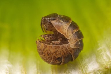 Ball pillworm curls her body to avoid natural enemies in the wild, North China clipart