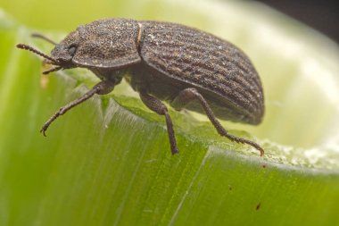 Kuzey Çin 'deki yabani bitkilerin üzerine koyu renkli bir tünek.