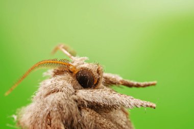 Kuzey Çin 'deki Lepidoptera güvelerini kapatın.