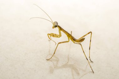 Kuzey Çin 'in yumurtadan çıkan peygamber devesi.