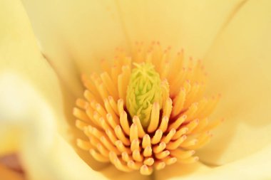 Magnolia, Kuzey Çin 'den güzel bir erkek.