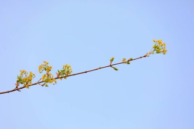 Botanik bahçesinde liriodendron çiçekleri, Kuzey Çin