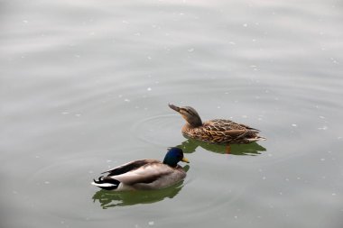 Vahşi ördekler Pekin 'de göletlerde yaşar.