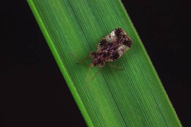 Vahşi doğada hemiptera böcekleri, Kuzey Çin