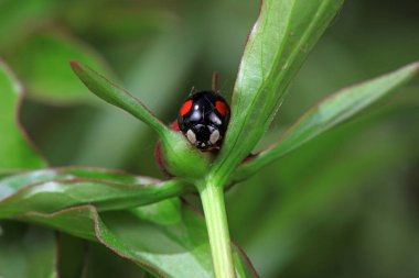 Kuzey Çin 'deki yabani bitkilerde uğur böcekleri