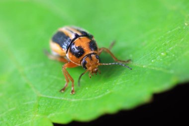 Kuzey Çin 'deki yabani bitkilerin üzerindeki yaprak böceği.