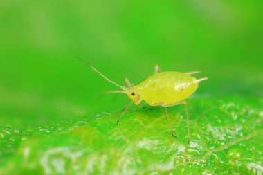Vahşi doğada yaprak bitleri, Kuzey Çin