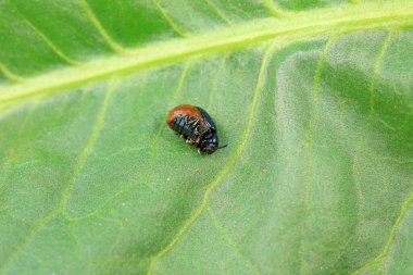 Kuzey Çin 'deki yabani bitkilerin üzerindeki yaprak böceği.