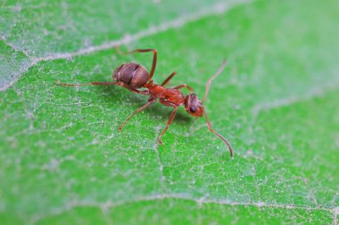 Karıncalar vahşi doğada, Kuzey Çin