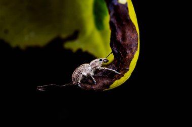 Yabani bitkiler, Kuzey Çin