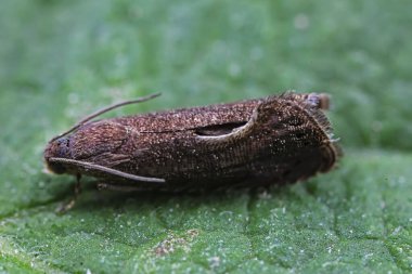 Lepidoptera böcekleri vahşi doğada, Kuzey Çin