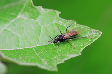 Karıncalar vahşi doğada, Kuzey Çin