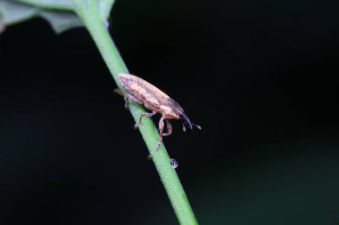 Weevil on wild plants, North China clipart