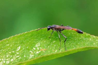 Kuzey Çin 'de yabani arı böcekleri