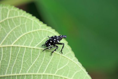 Kuzey Çin 'deki yabani bitkilerin üzerindeki Cicadellidae böcekleri.