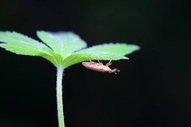 Weevil on wild plants, North China clipart