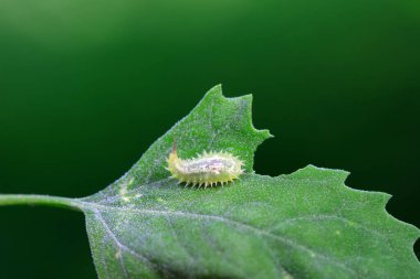 Hispidae ailesi Kuzey Çin 'de bitkilerin üzerinde sürünüyor.