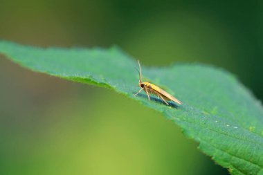 Lepidoptera böcekleri vahşi doğada, Kuzey Çin