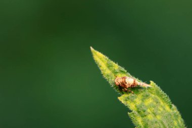 Kuzey Çin 'deki yabani bitkilerin üzerindeki Cicadellidae böcekleri.