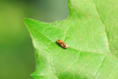 Kuzey Çin 'deki yabani bitkilerin üzerine ağustos böceği yaprağı