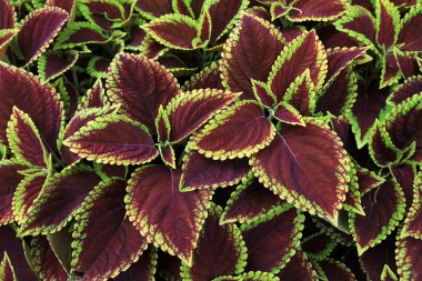 Parkta renkli yaprak çimeni, Pekin