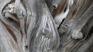 Platycladus orientalis 'in gövde yapısı