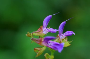 Güzel Salvia Miltiorrhiza çiçekleri parkta, Pekin