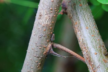 Kuzey Çin 'deki yabani bitkilerin üzerindeki Cicadellidae böcekleri.