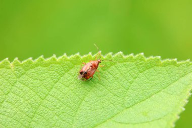 Vahşi doğada hemiptera böcekleri, Kuzey Çin