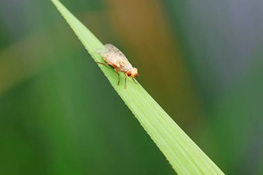 Kuzey Çin 'deki yabani bitkilerin üzerinde uçuyor.