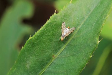 Kuzey Çin 'deki yabani bitkilerin üzerinde uçuyor.