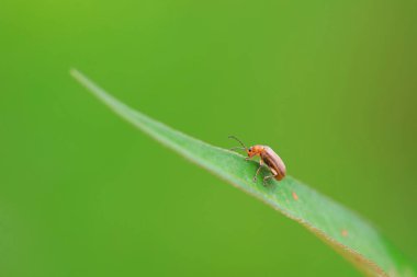 Kuzey Çin 'deki yabani bitkilerin üzerindeki yaprak böceği.