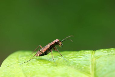 Coleoptera Cicindelidae böceği vahşi doğada, Kuzey Çin