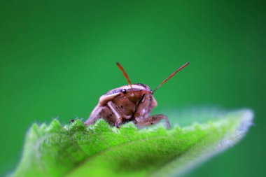 Vahşi doğada hemiptera böcekleri, Kuzey Çin