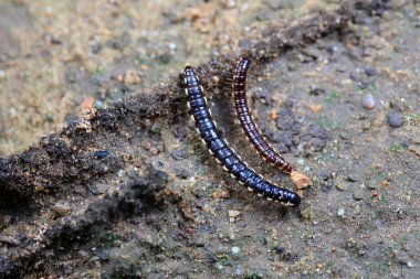 Kuzey Çin 'de diplopoda hayvan sınıfı.