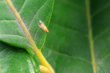 Kuzey Çin 'deki yabani bitkilerin üzerinde uçuyor.