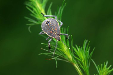 Vahşi doğada hemiptera böcekleri, Kuzey Çin