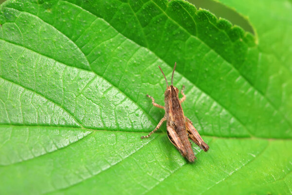 Locusts perch on weeds in North China